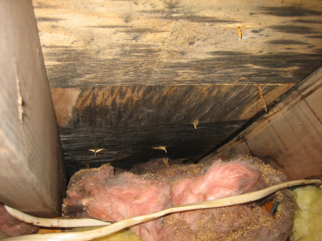 Insulation against roof deck leads to roof failure